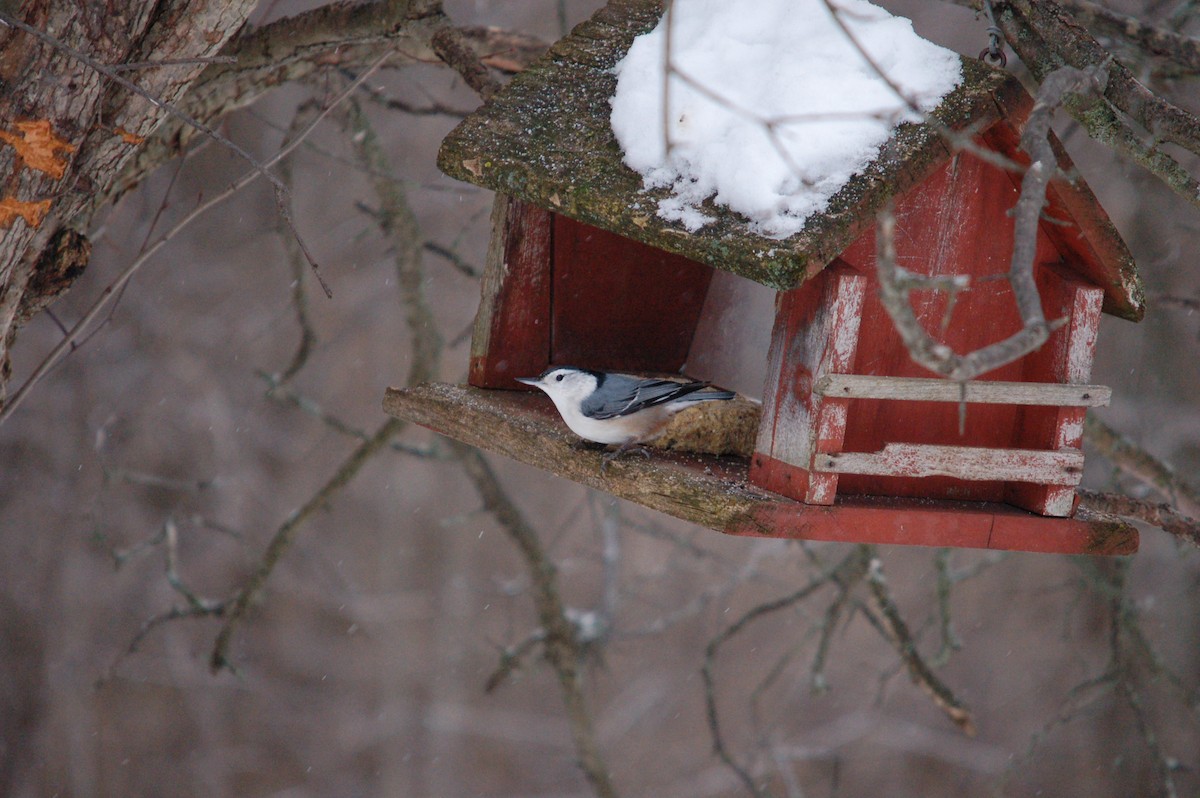 White-breasted Nuthatch - ML399120721