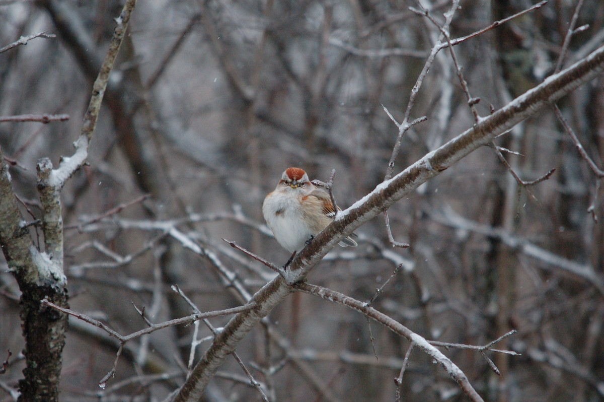 American Tree Sparrow - ML399121221