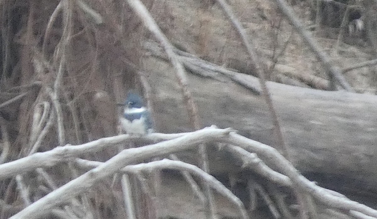Belted Kingfisher - ML399121281