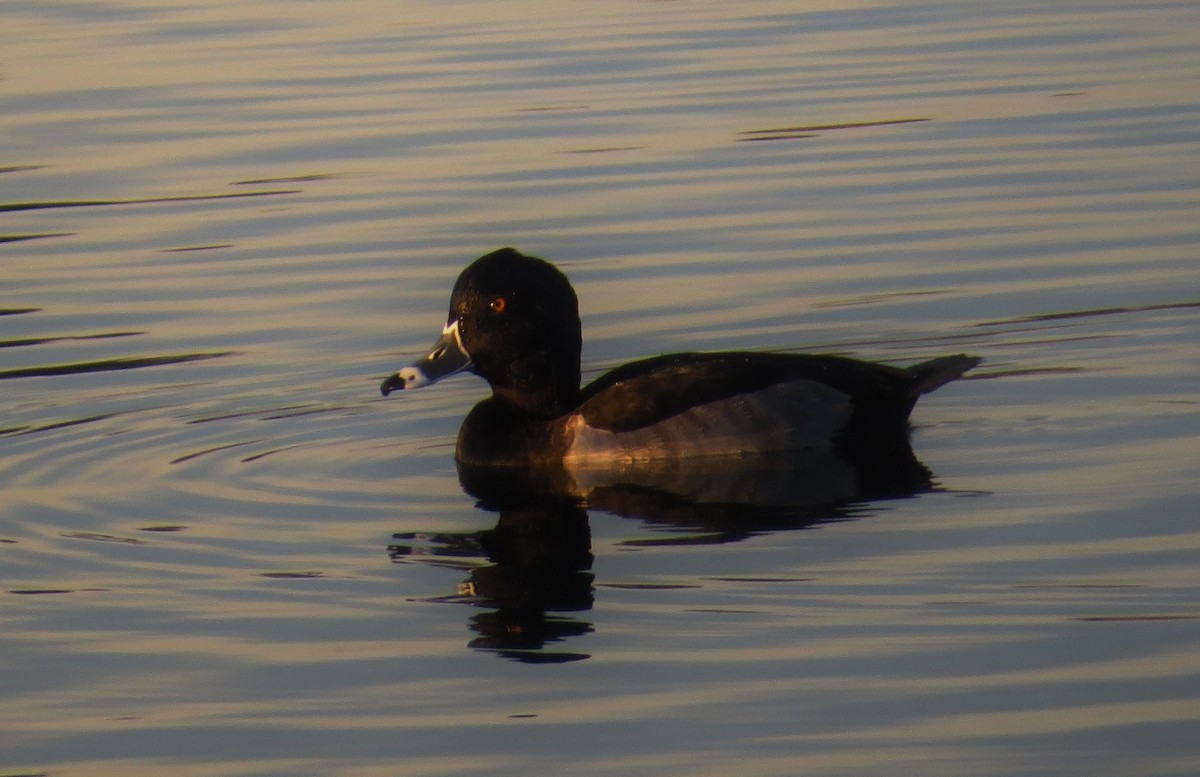 Ring-necked Duck - ML39912381