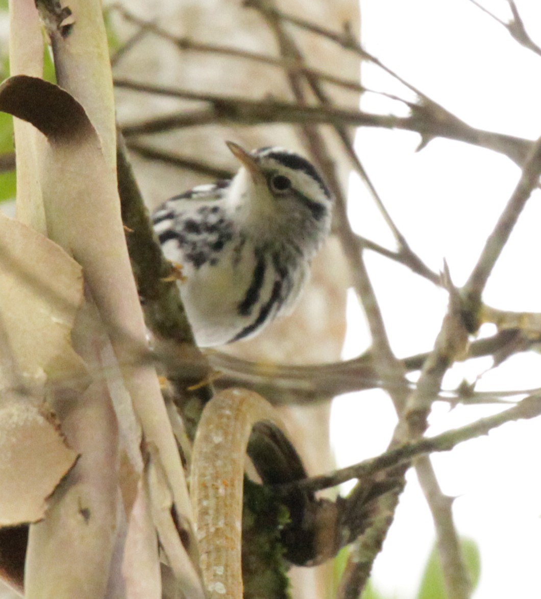 Black-and-white Warbler - ML39912511