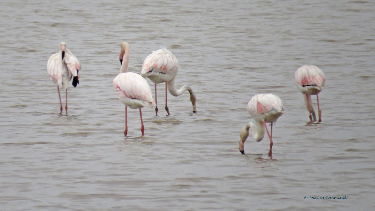 Greater Flamingo - ML39912571
