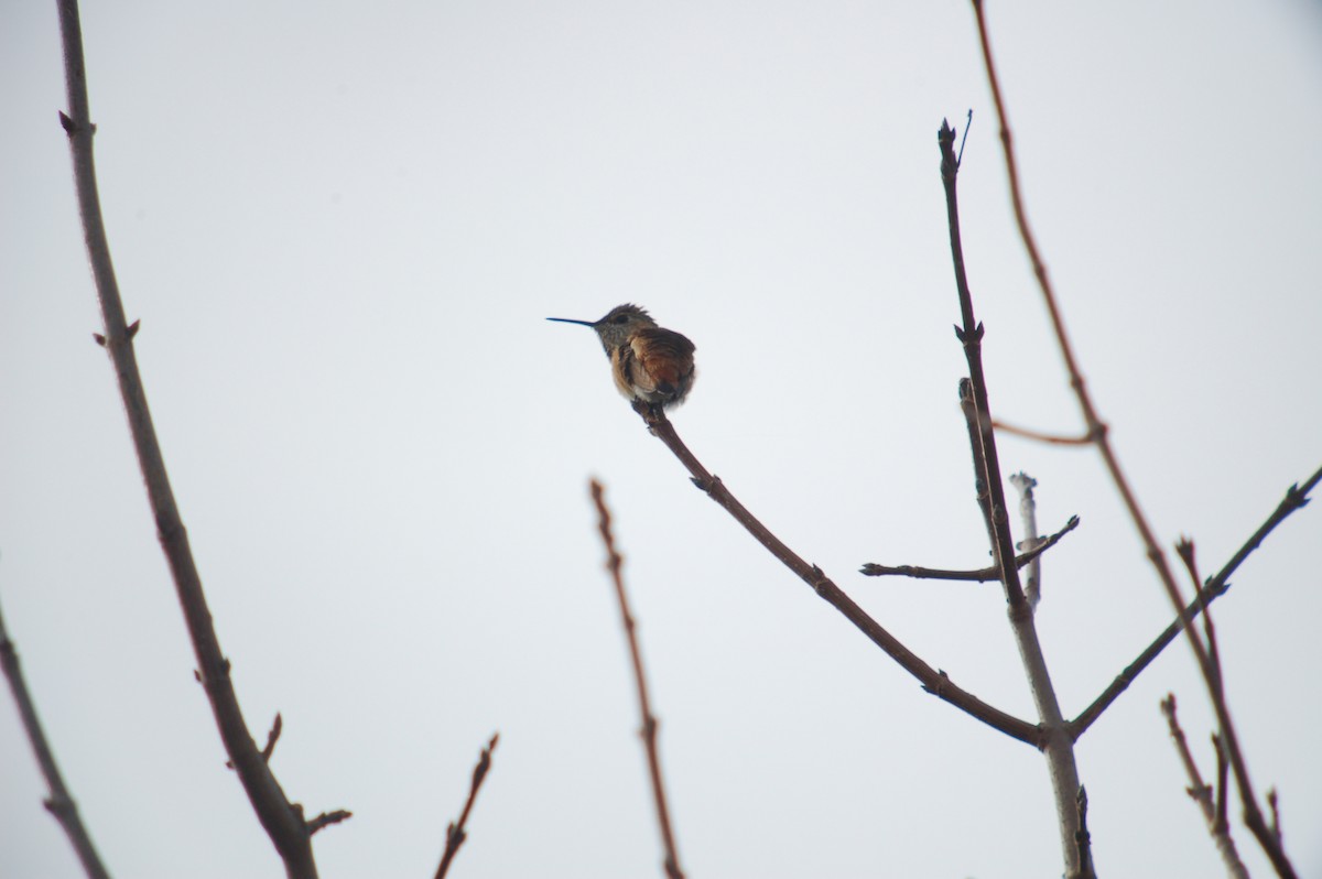 Allen's Hummingbird - Joshua Uffman