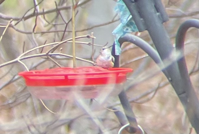Rufous Hummingbird - ML399133591