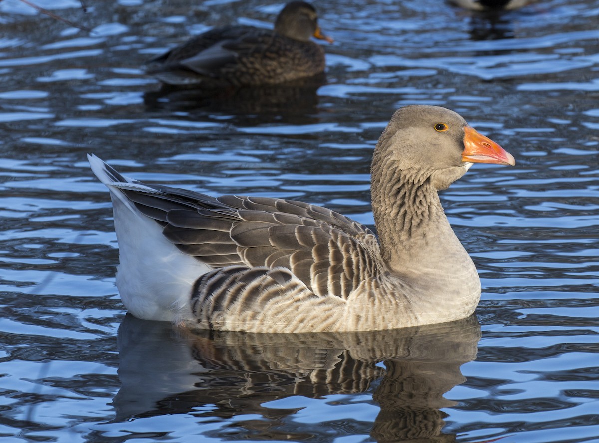 Graylag Goose (Domestic type) - ML399135881