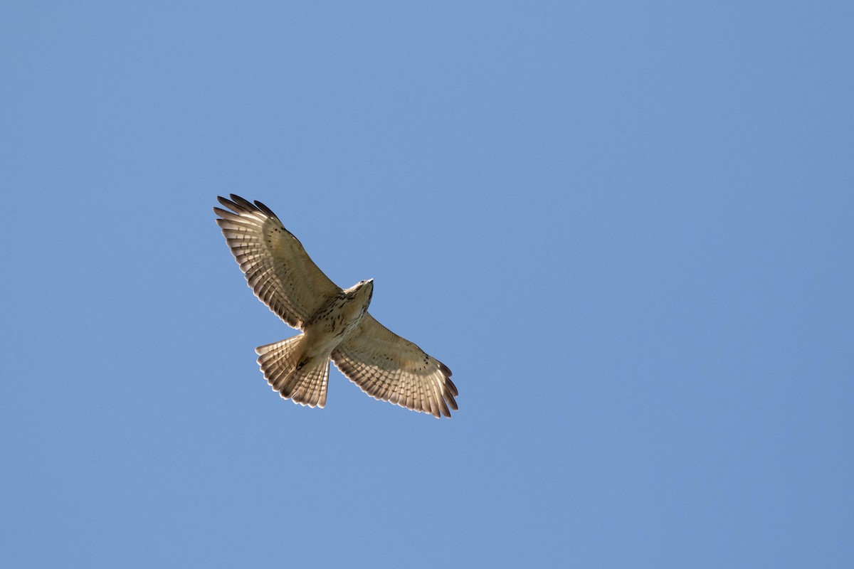 Broad-winged Hawk - ML399136641