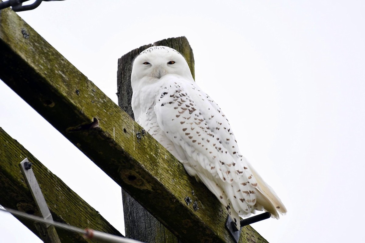 Snowy Owl - ML399139511