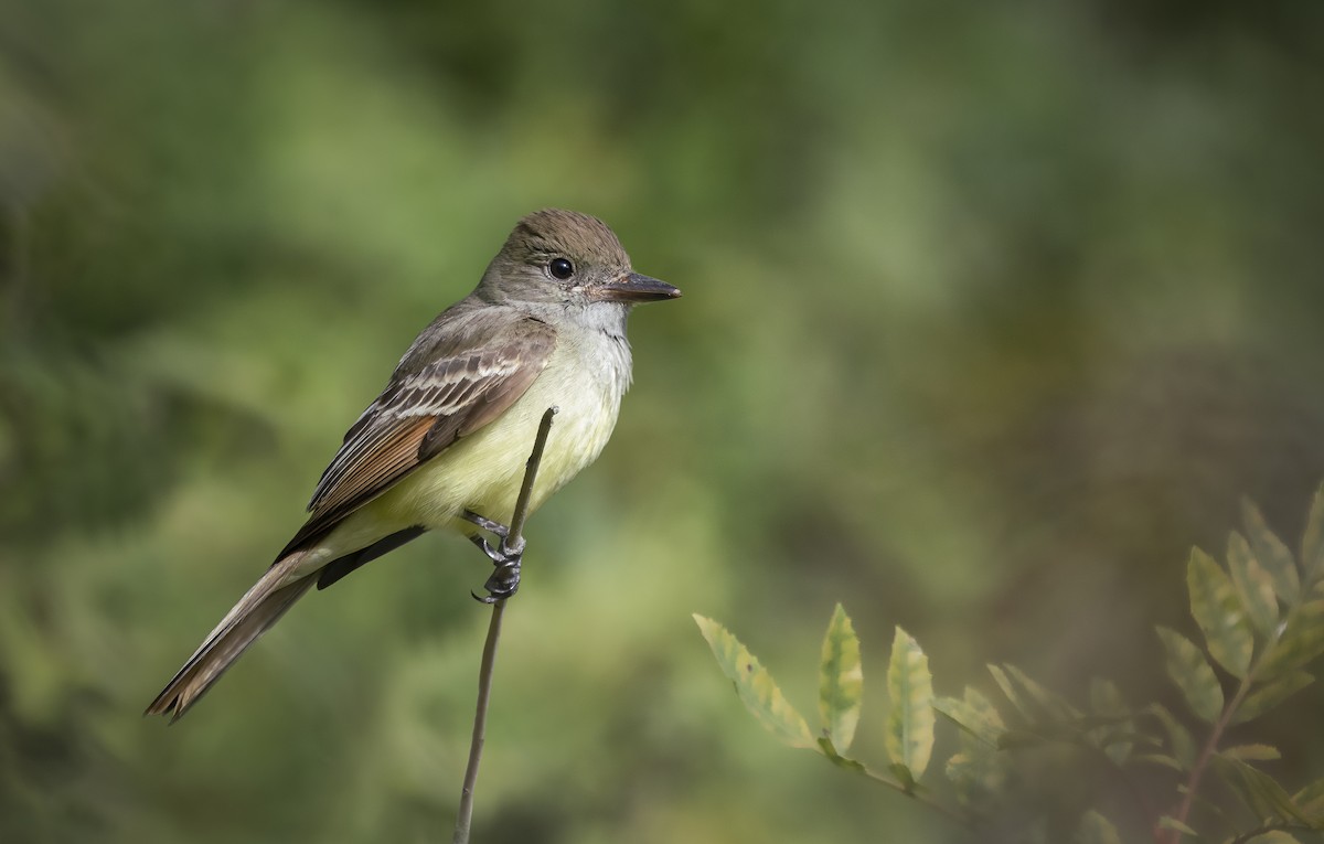 Great Crested Flycatcher - ML399139911