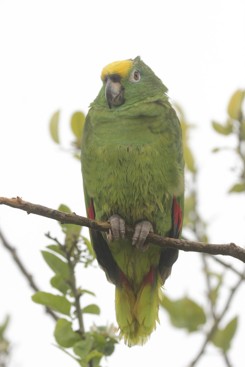Yellow-crowned Parrot - Doug Korver