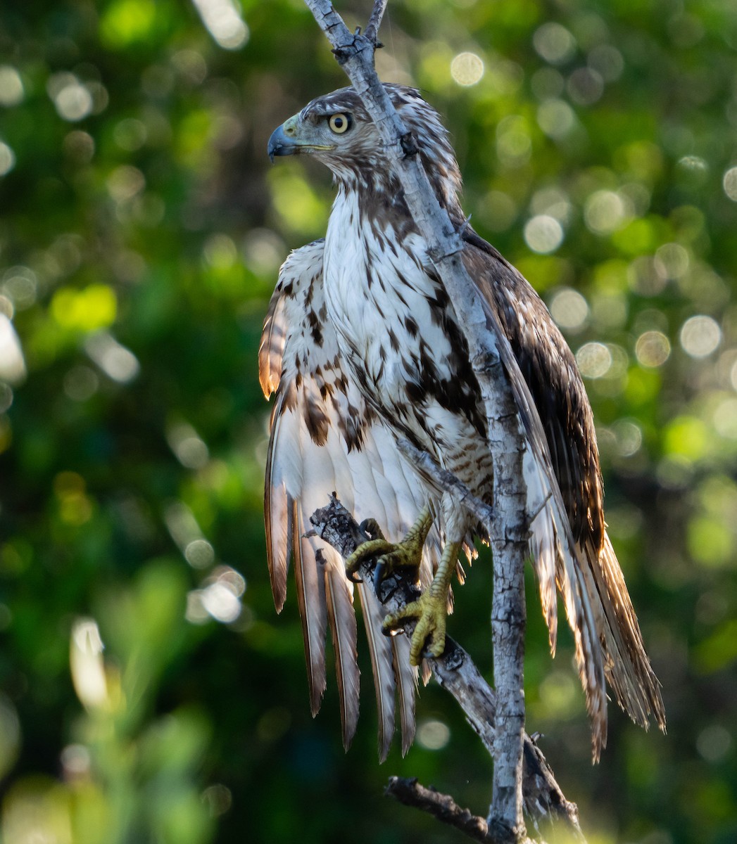 Red-tailed Hawk - ML399151171
