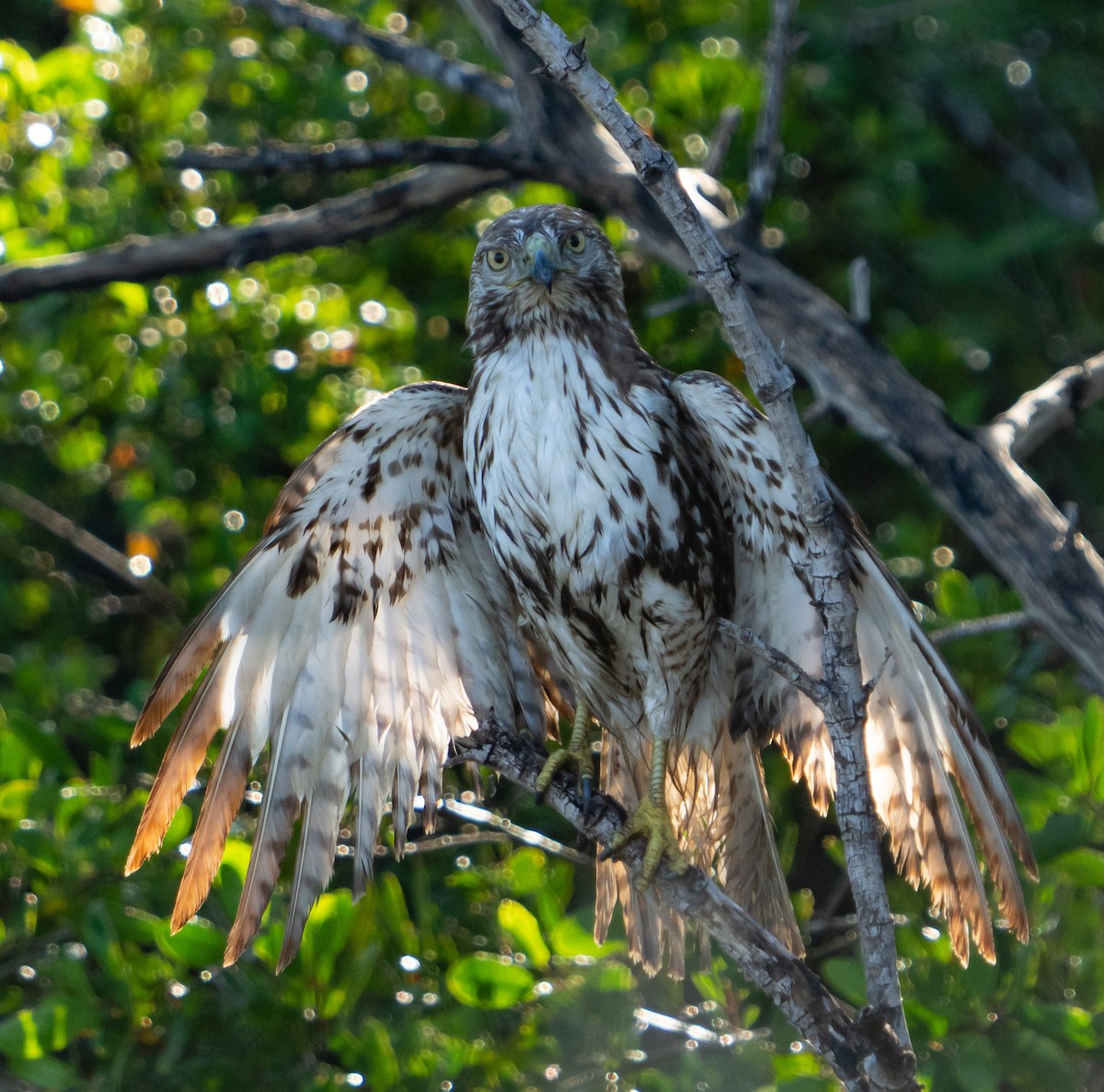 Red-tailed Hawk - ML399151201