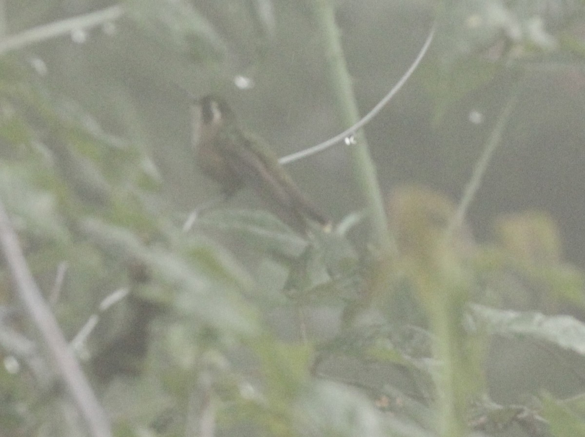 Speckled Hummingbird - ML39915171