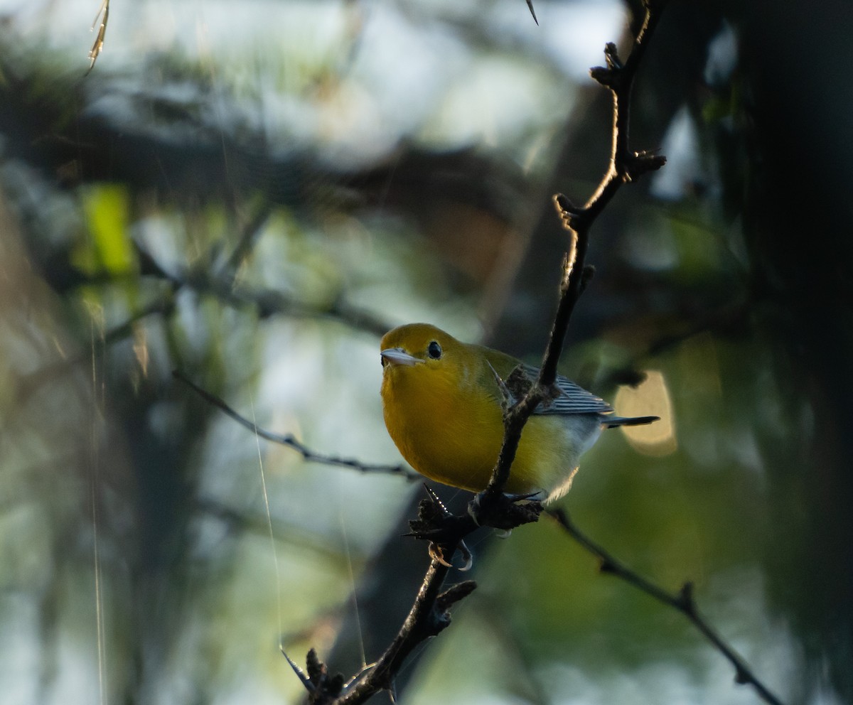 Prothonotary Warbler - ML399152031