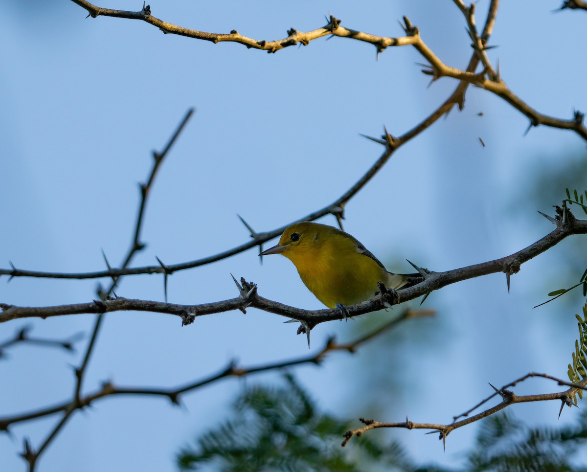 Prothonotary Warbler - ML399152061