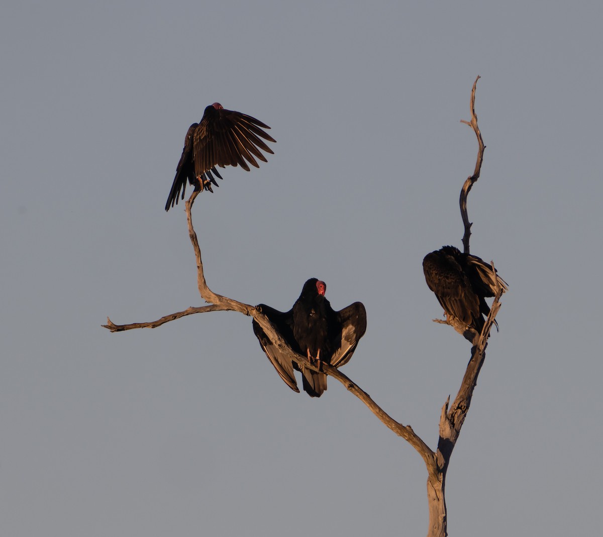 Turkey Vulture - ML399152191