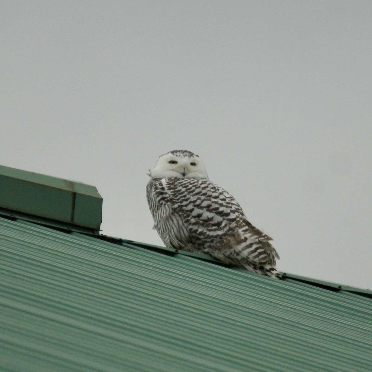 Snowy Owl - ML399157251