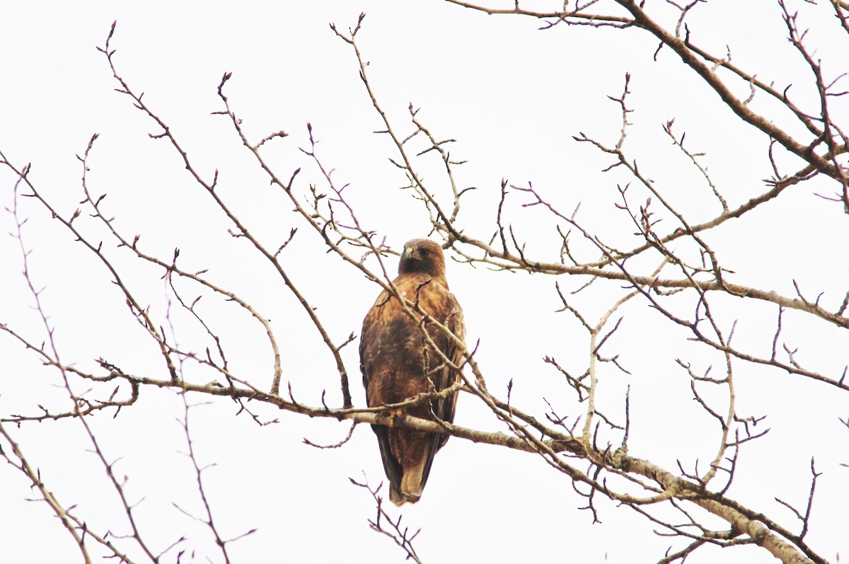 Red-tailed Hawk - Don Manson