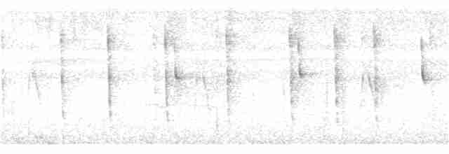 Колібрі-шаблекрил юкатанський (підвид excellens) - ML399167671