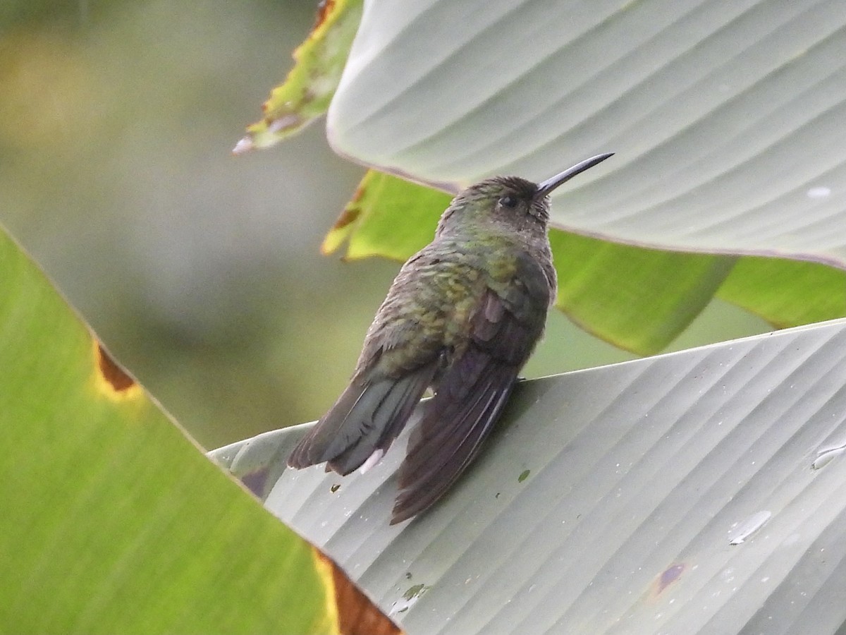 Scaly-breasted Hummingbird - Kelsey Plett