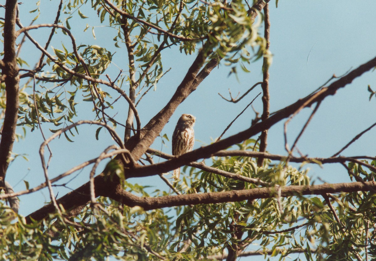 Pearl-spotted Owlet - ML399178931