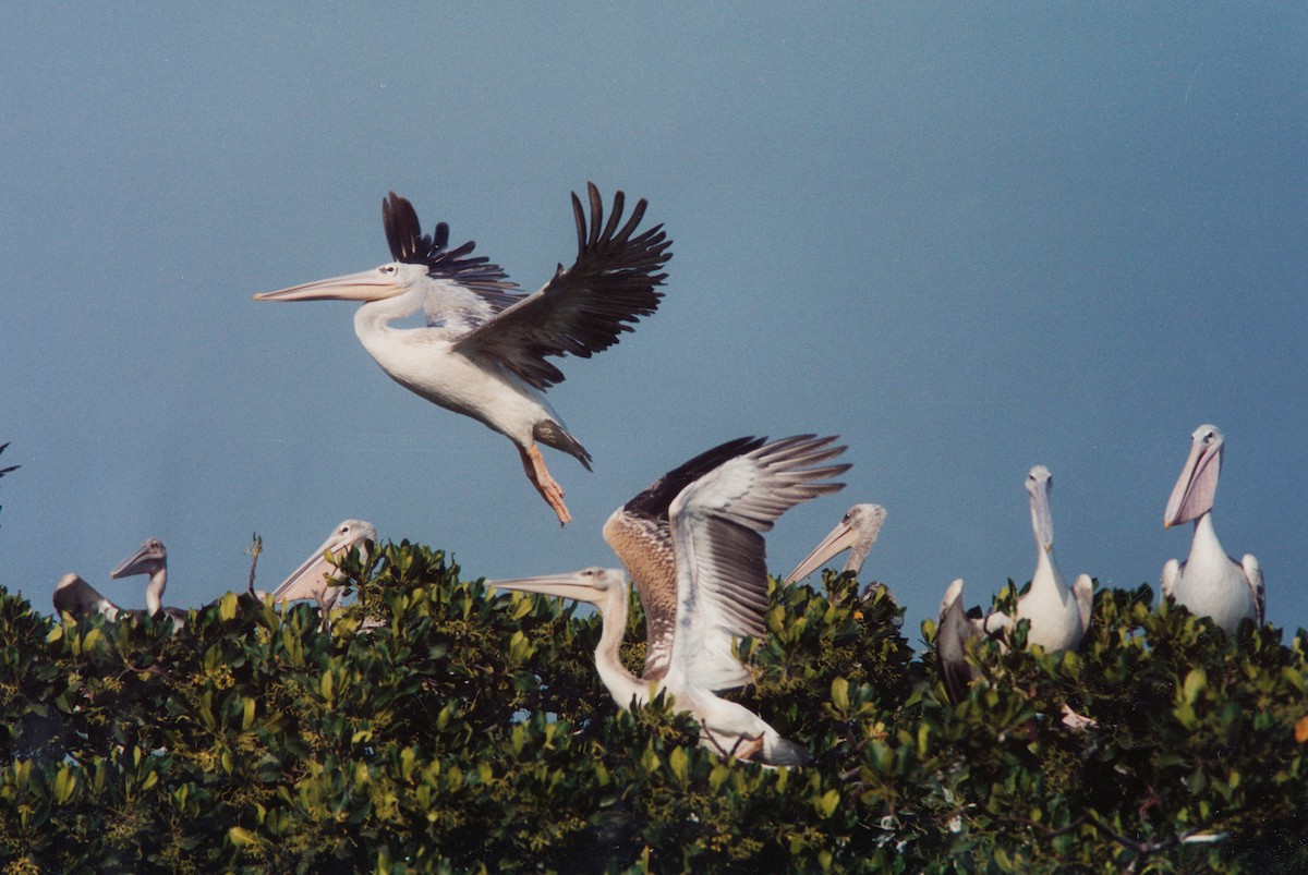 Pink-backed Pelican - ML399178971