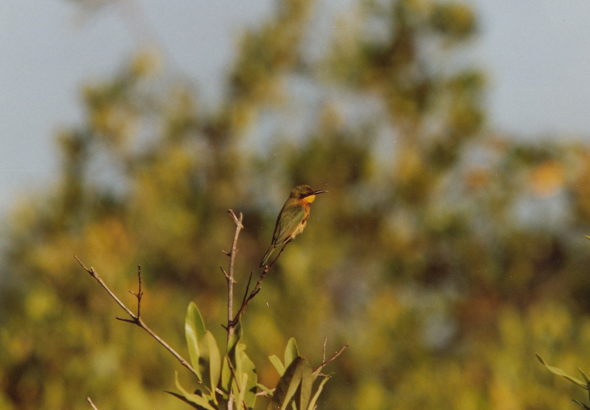 Little Bee-eater - ML399179061