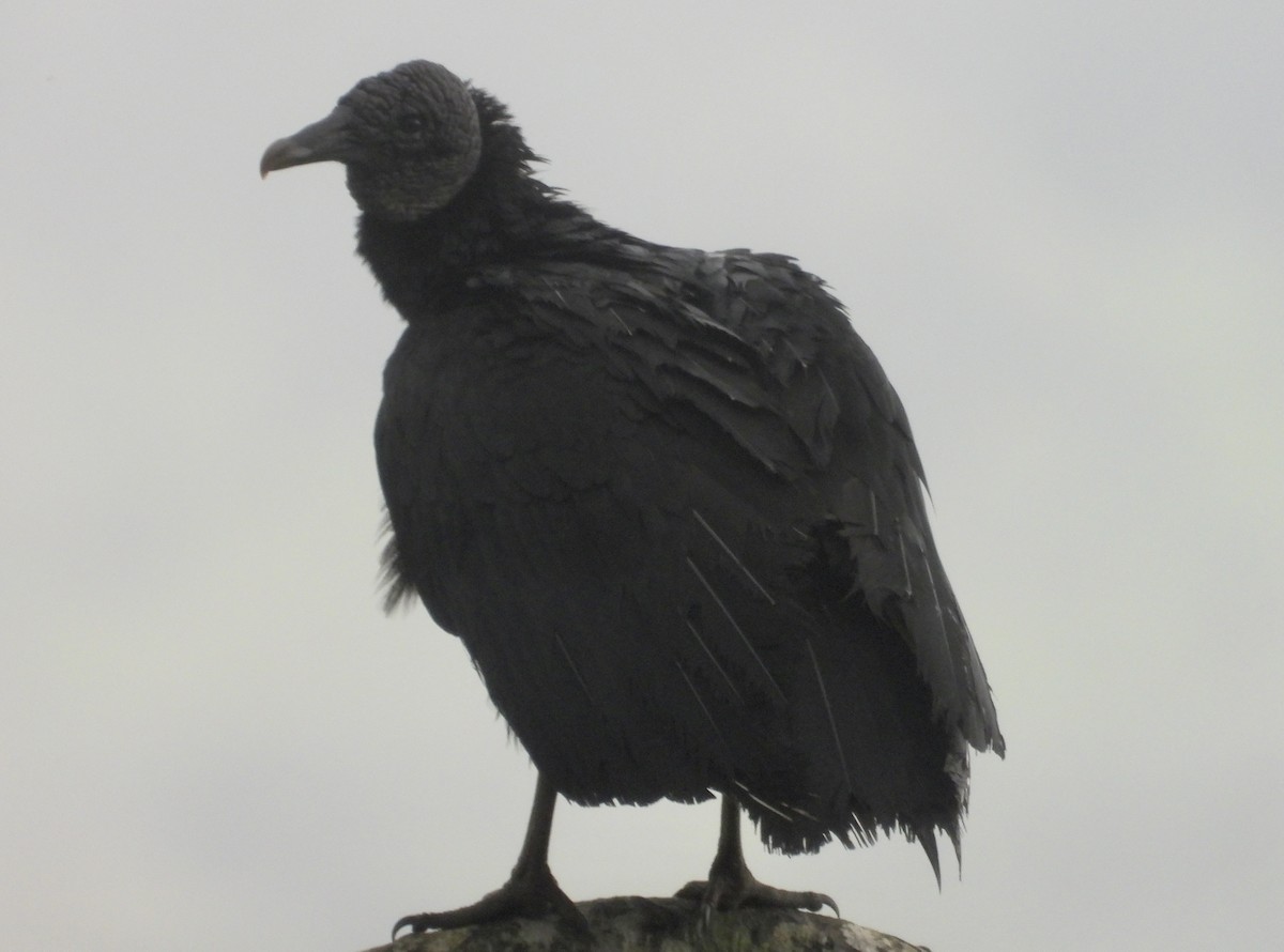 Black Vulture - Kelsey Plett