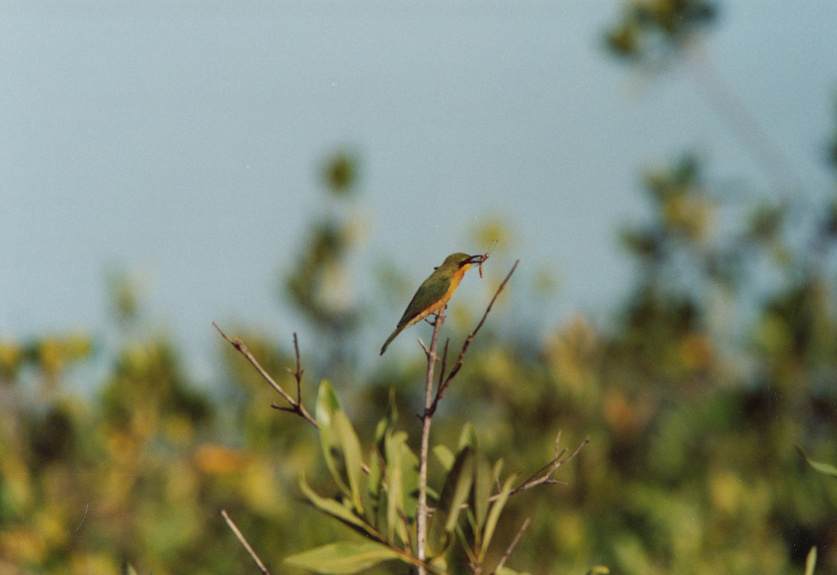 Little Bee-eater - ML399179471