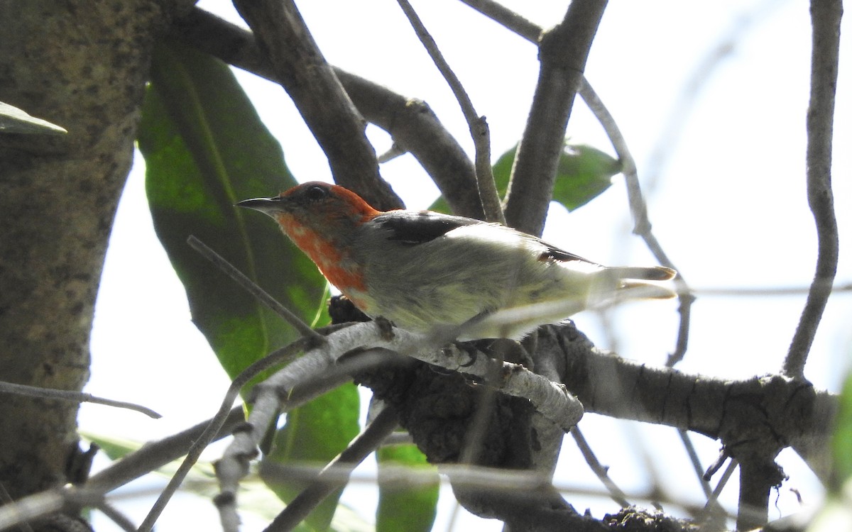 Scarlet-headed Flowerpecker - ML39918471