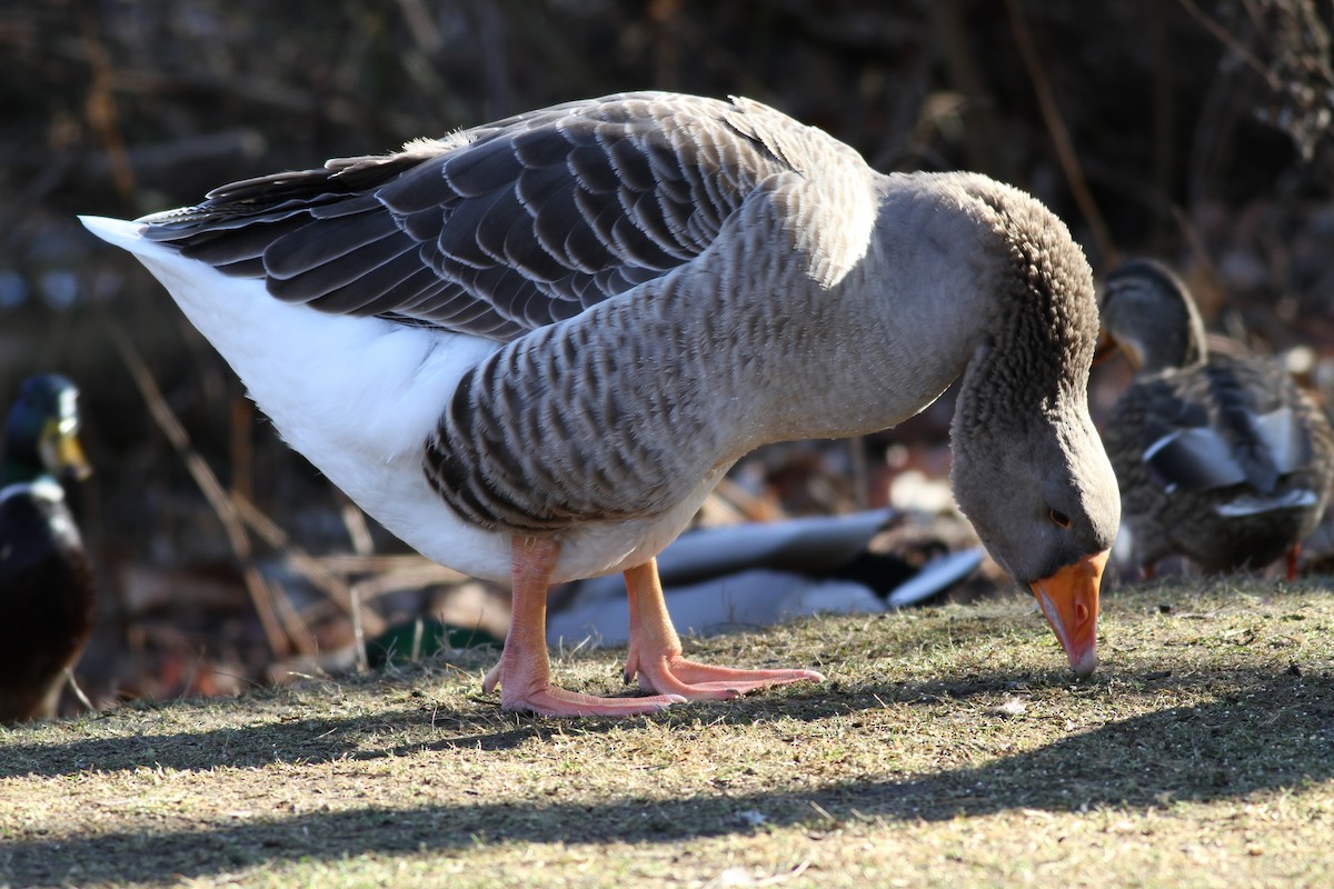 Graylag Goose (Domestic type) - ML399188911