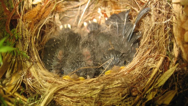 Chicks at nest; wing feathers bursting from sheaths. - Slate-throated Redstart - 