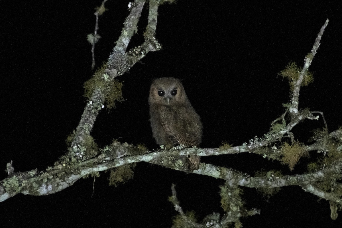 Long-tufted Screech-Owl - Marco Silva