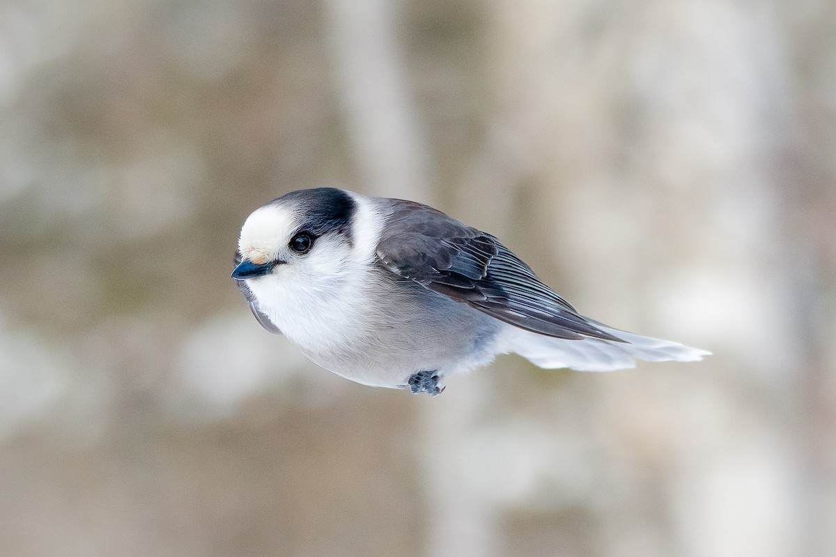 Canada Jay - ML399203001