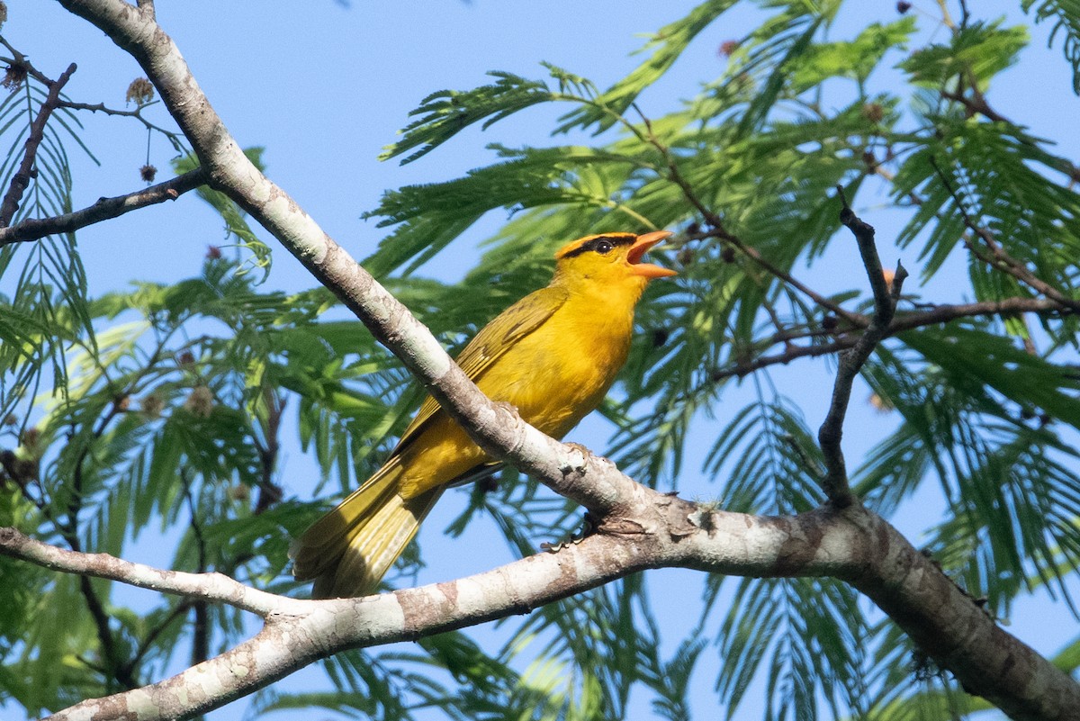 Inti Tanager - John C. Mittermeier