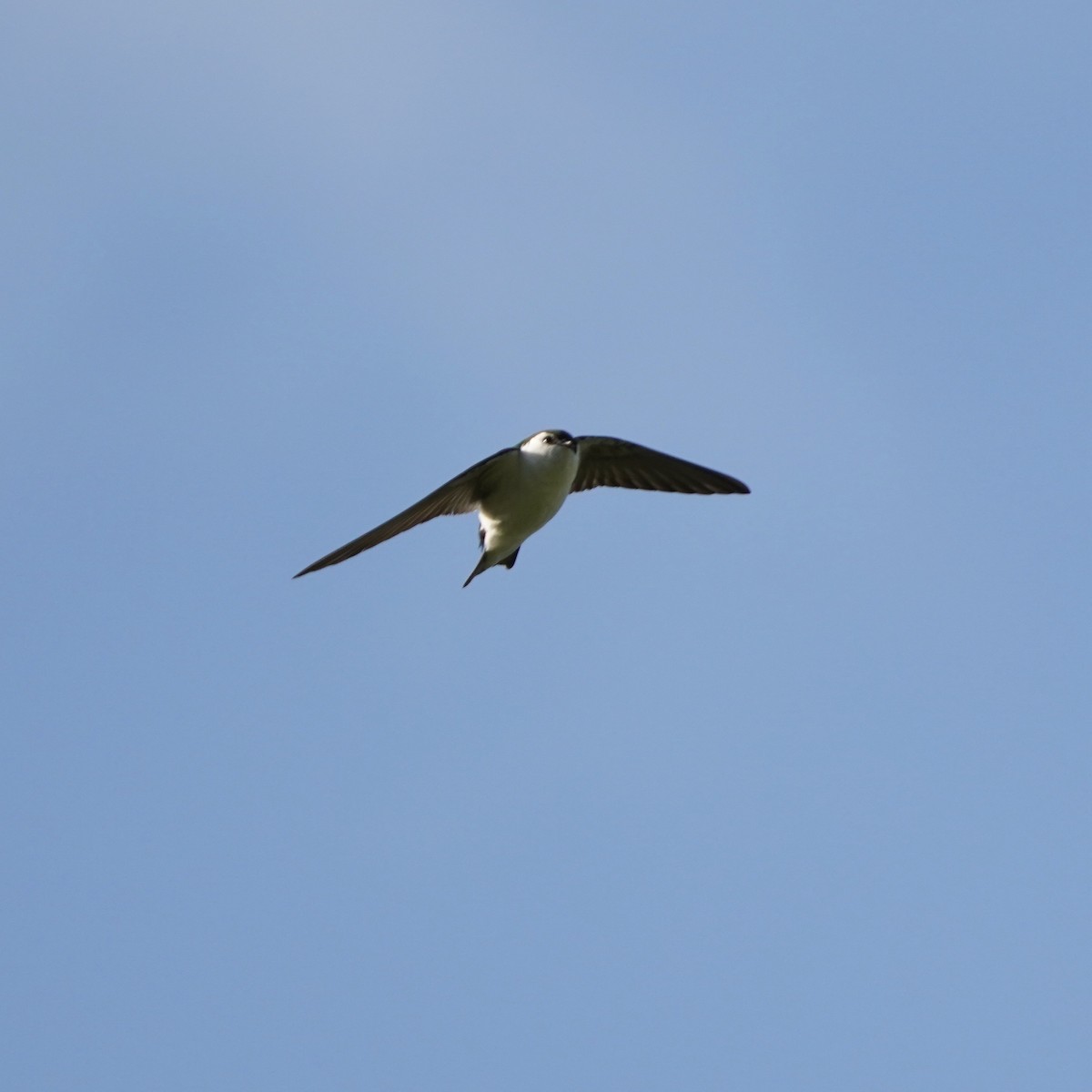 Violet-green Swallow - Simon Thornhill