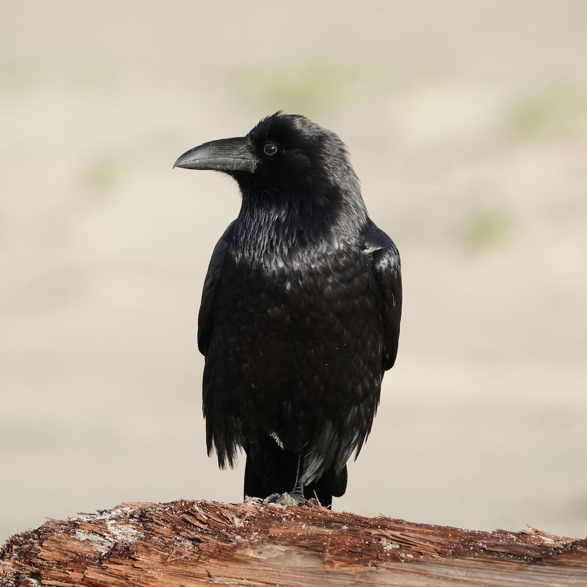 Common Raven - Simon Thornhill