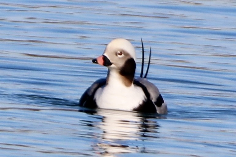 Long-tailed Duck - ML399218111