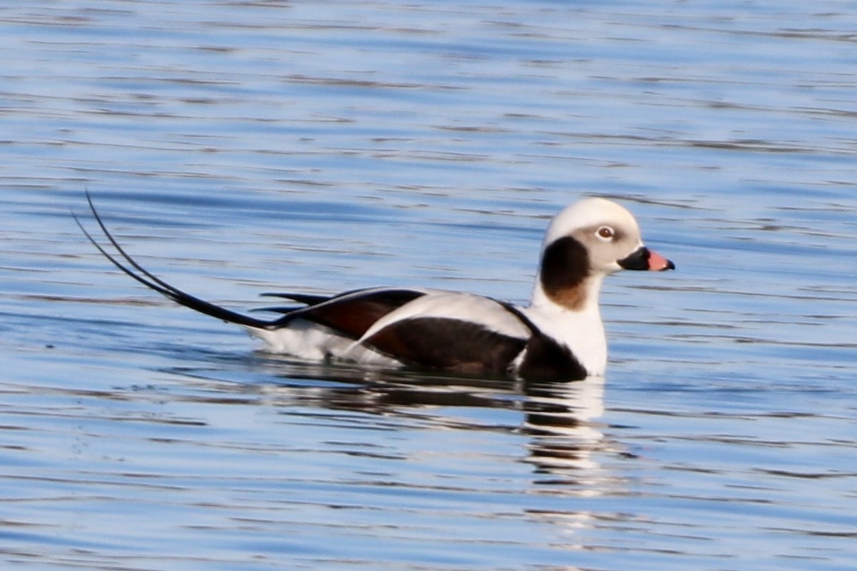 Long-tailed Duck - ML399218131
