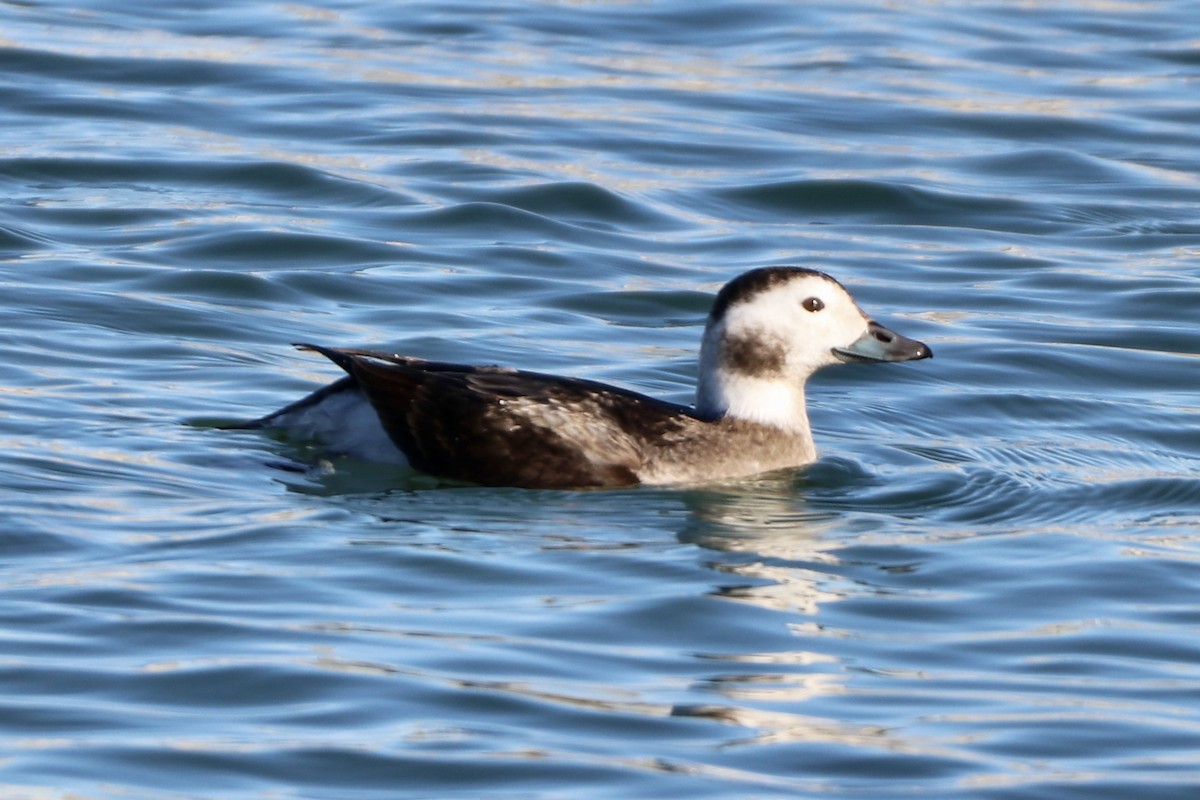 Long-tailed Duck - ML399218151