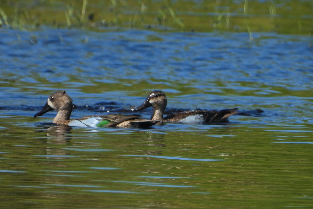 Blue-winged Teal - ML399218231