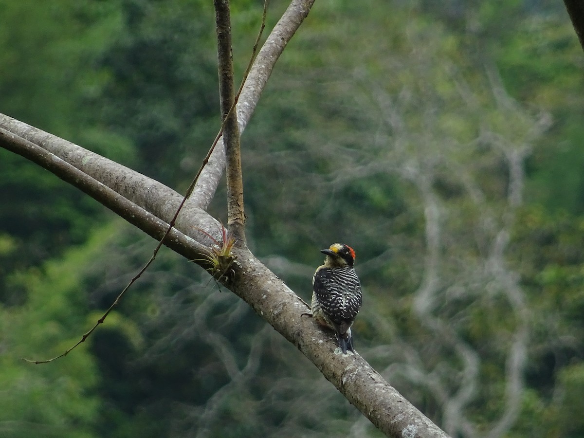 Black-cheeked Woodpecker - ML399246791