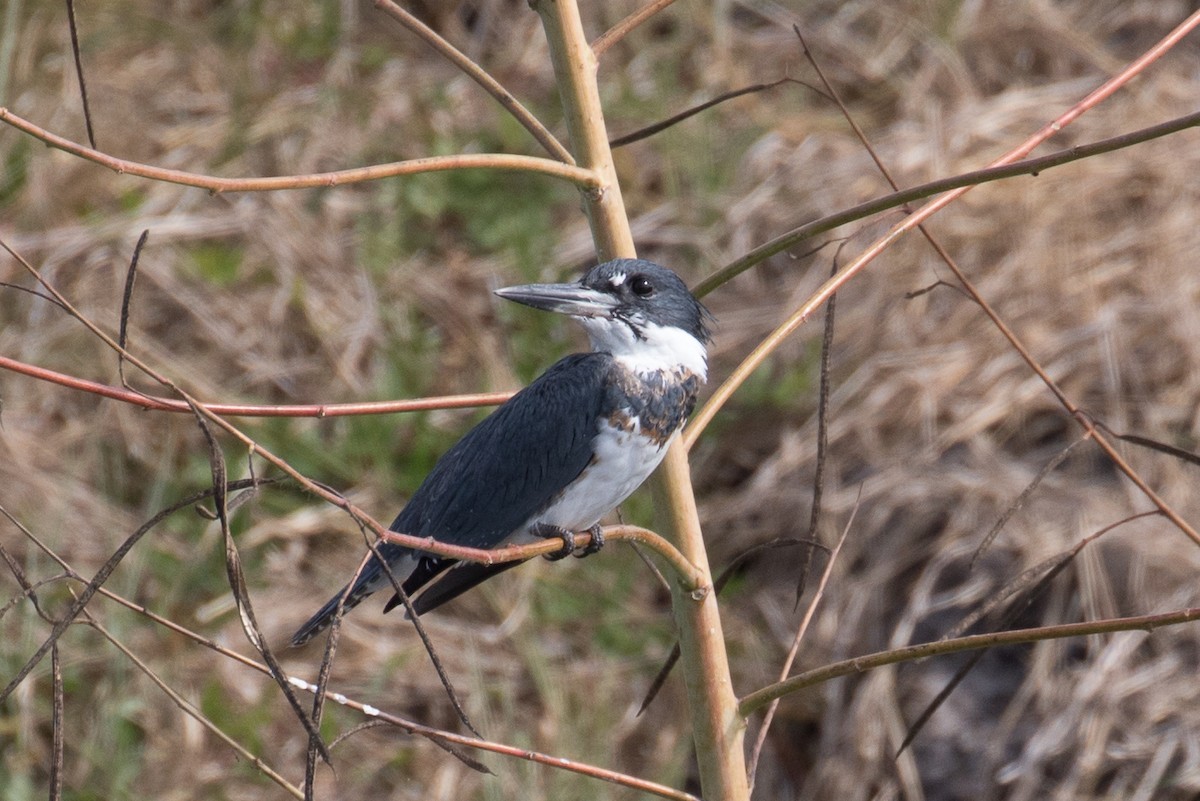 Belted Kingfisher - ML39924931