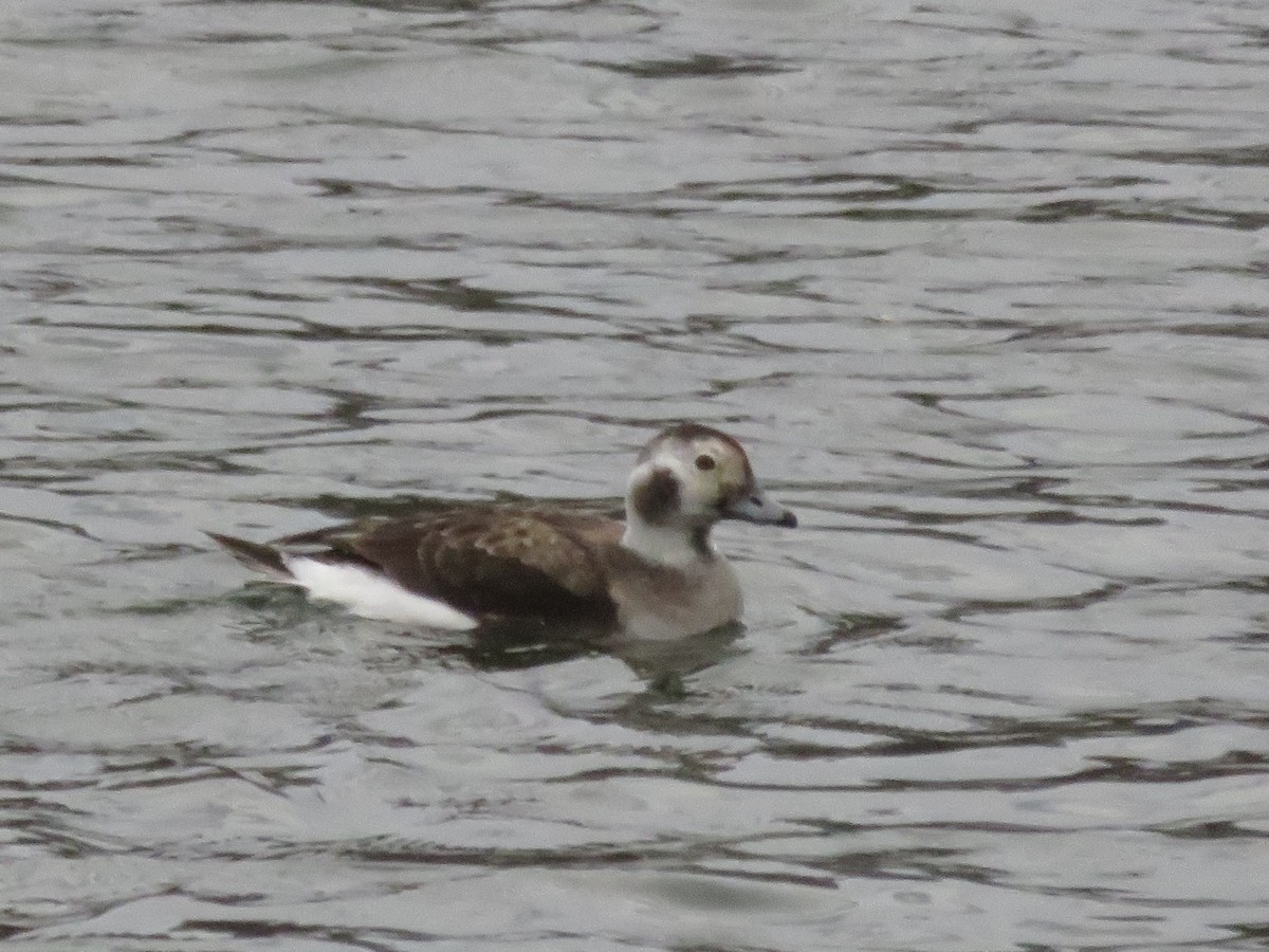 Long-tailed Duck - ML399253051
