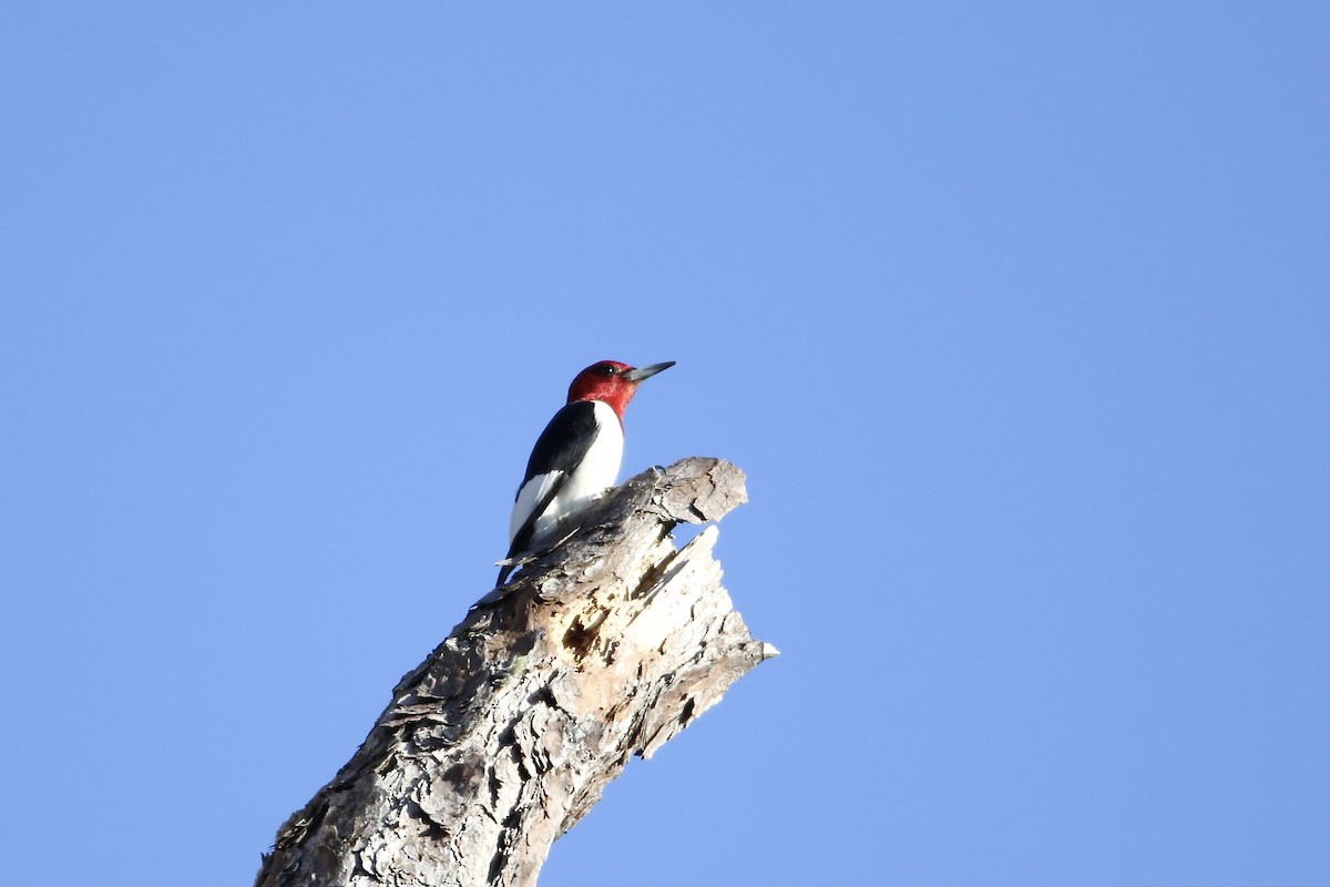 Red-headed Woodpecker - ML399255461