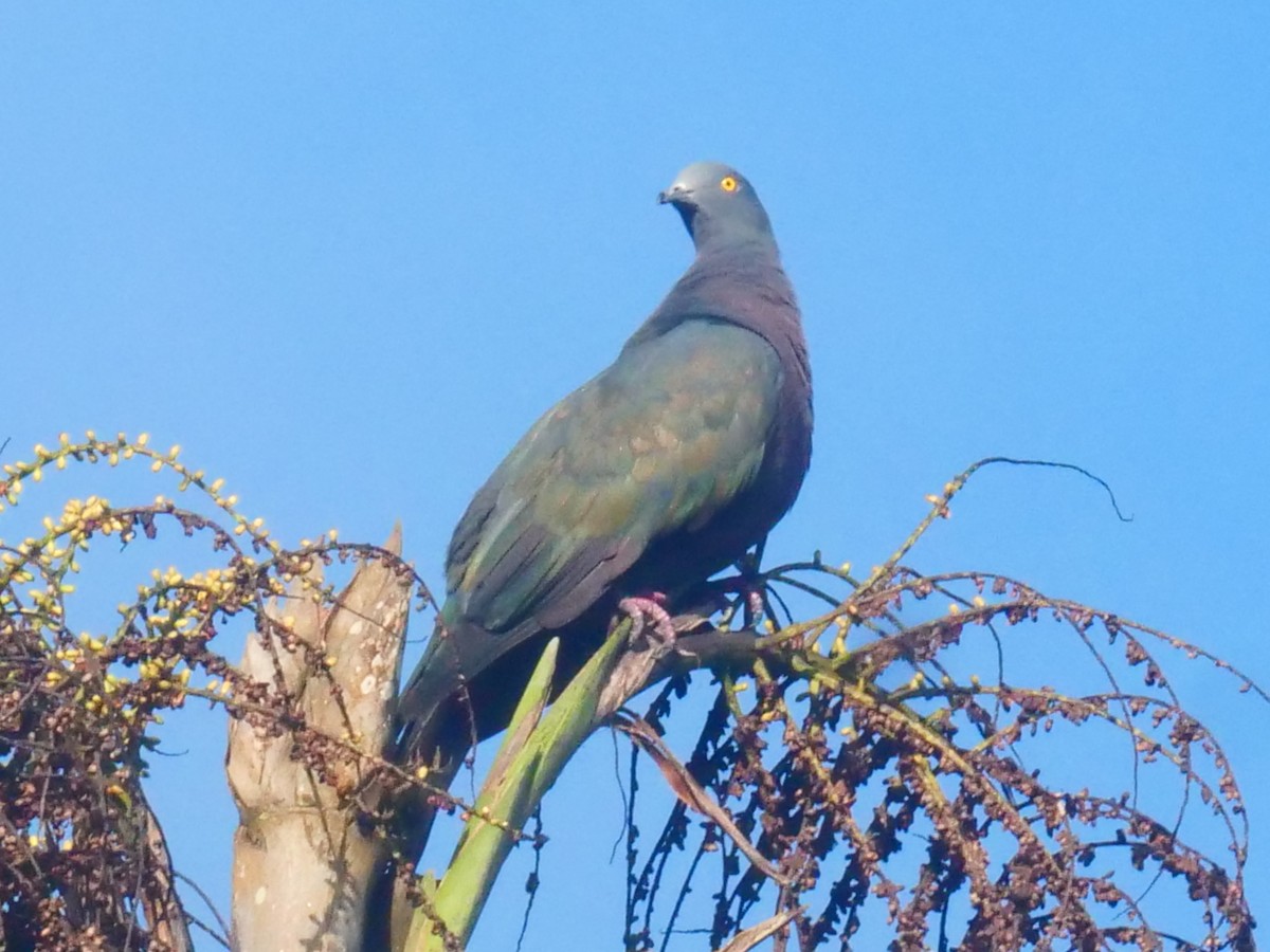 Christmas Island Imperial-Pigeon - mark cavill
