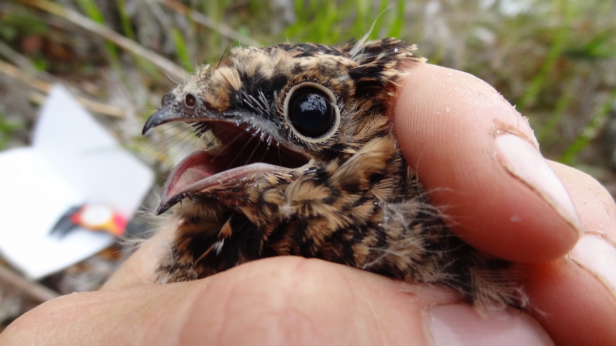 Swallow-tailed Nightjar - Tim Forrester