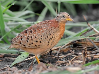 Yellow-legged Buttonquail - Turnix tanki - Birds of the World