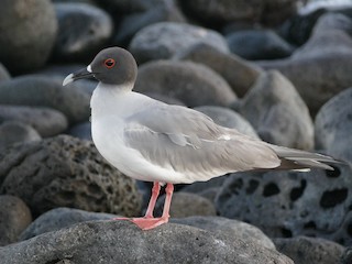  - Swallow-tailed Gull