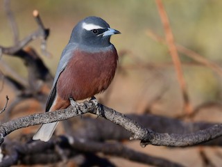  - White-browed Woodswallow
