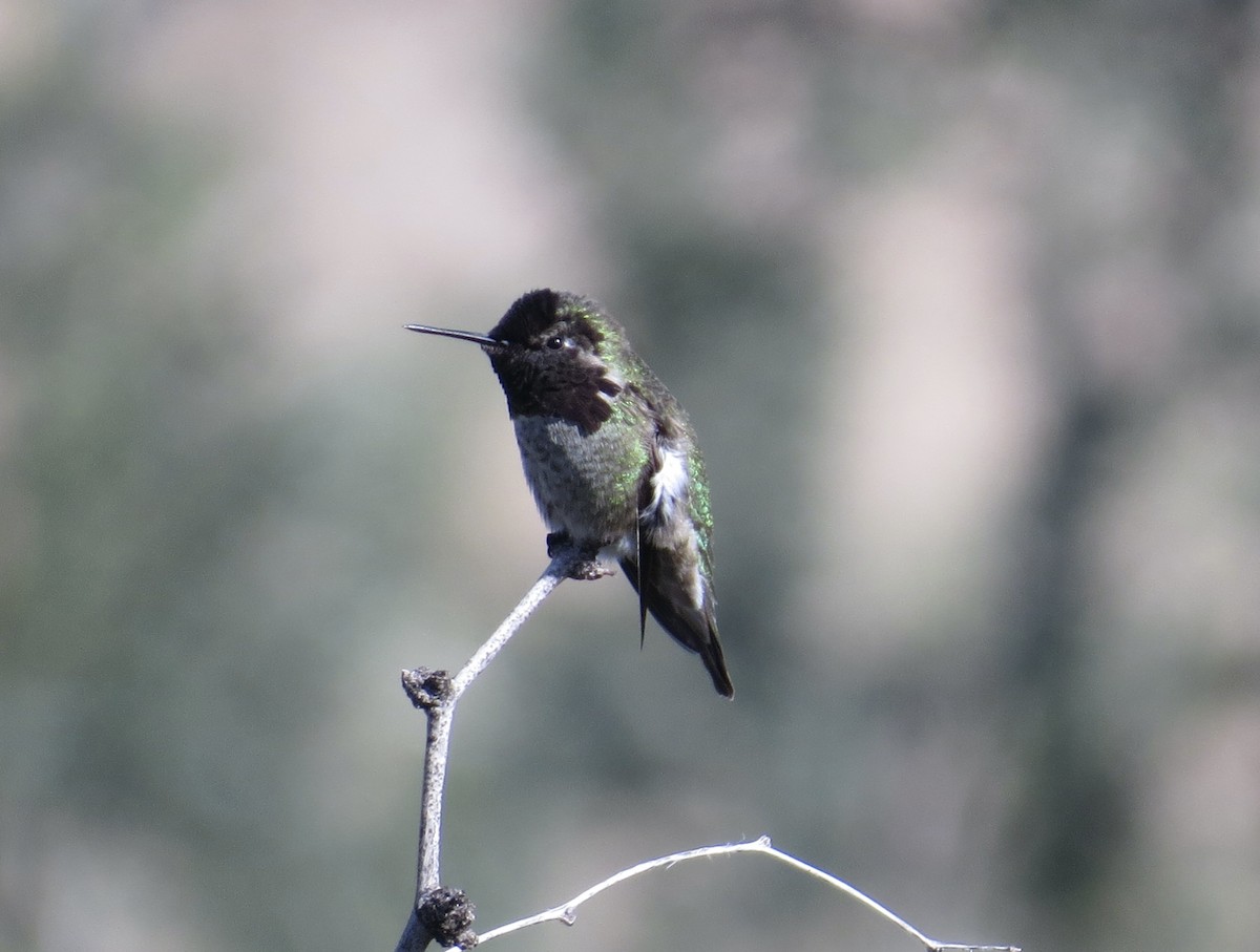 Costa's Hummingbird - ML399265901